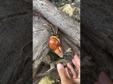巨大ヤドカリの殻を割る