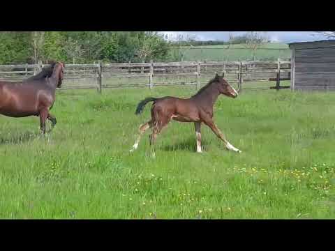 Hengst Com Darco von Cornet's Balou x Darco x Quidam de Revel (2024)