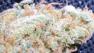 LA Zkittlez strain review