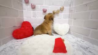 ハーフ犬の動画01