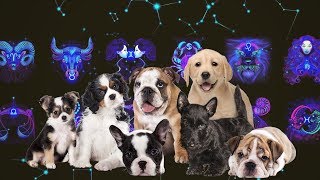 Zodiac Signs as Dog Breeds