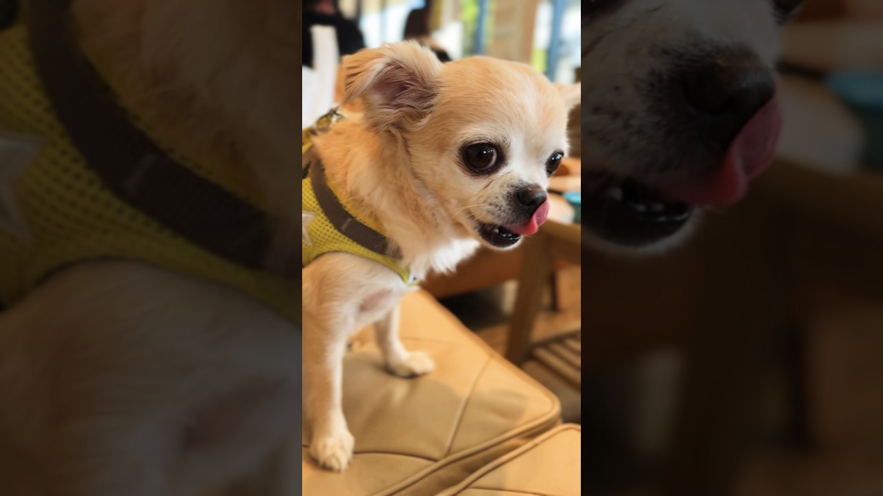 愛犬ちわわと Cafe Time!! #youtubeshorts #pets #viralvideo