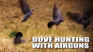Dove hunting with airguns