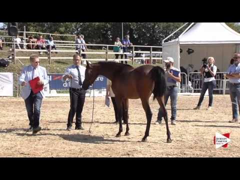 N.27 SHANGRI - Bergamo 2015 - Fillies 2 years old (Class 3A)