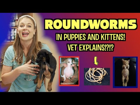 子犬の大きなお腹？回虫について徹底解説！ |獣医師の承認済み