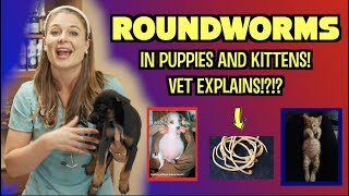 HUGE BELLY ON A PUPPY? Roundworms fully explained for you! | Veterinary approved