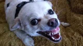 My girlfriend's dog is possessed