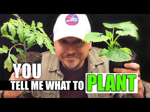 Starting Pepper Seeds Indoors How When and Why Part 1 of 3