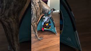Tiny Tent