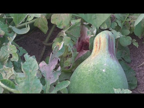 Bradford Farms heirloom watermelon crops fails for second year