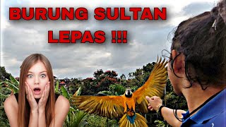 Download lagu 🔴RUGI RATUSAN JUTA‼️ JIKA BURUNG MACAW LEPAS 🐦😫 mp3