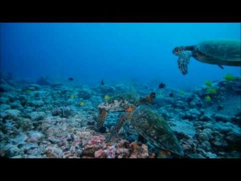 Galagen - chto-to ne tak' (что-то не так)