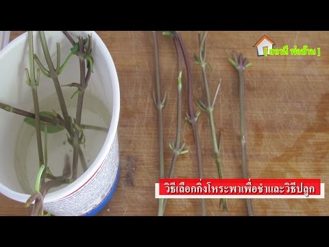 ซื้อเชื้อโรคหญิงในหยดใน Tyumen มันเป็นเรื่องง่ายเพื่อเพิ่มความแข็งแรง
