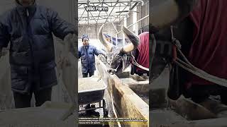 Download lagu The Daily Barn Routine: Caring for Giant Bulls #worker #process #horn #countrylife #cattlecare mp3 Download lagu The Daily Barn Routine: Caring for Giant Bulls #worker #process #horn #countrylife #cattlecare mp3