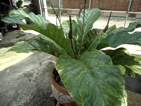 Folige Anthurium Hookini  หน้าวัวใบผักกาดด่าง