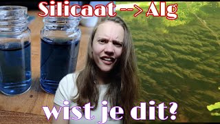 Het GEHEIM waardoor ALG NIET STOPT! Silicaat = Penseelalg, bruinalg & baardalg //Nickey//