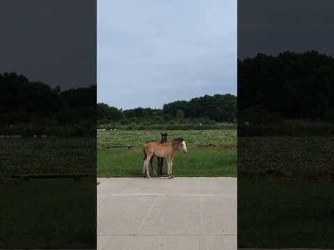 Potrillos en la laguna de San Vicente en Buenos Aires Argentina