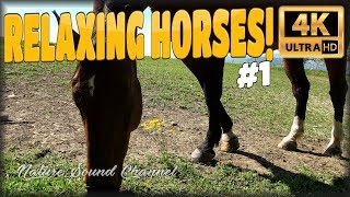 ★ 1 HOUR ★ ☯ NATURE HORSES #1 ☯ 4K relaxing horses ambience ★ 1 HOUR ★ ☯ NATURE HORSES #1 ☯ 4K relaxing horses ambience