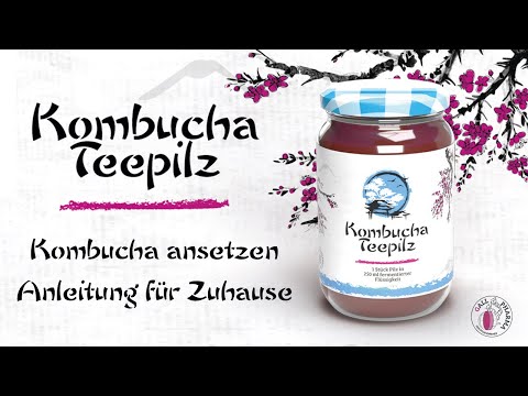 Kombucha selbst ansetzen - Anleitung für Zuhause | Gall Pharma GmbH Austria