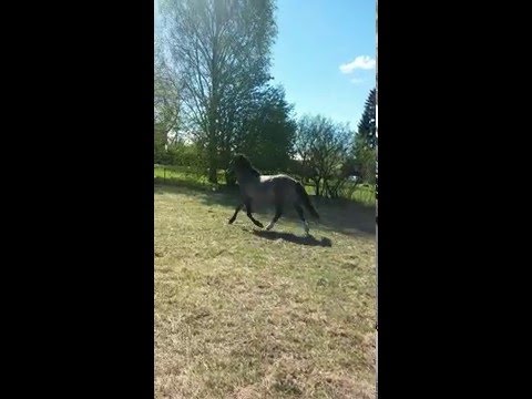 , title : 'Eesti tõugu hobune Voore Astron / Estonian native horse Voore Astron'