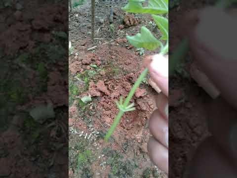 cara menanam kemangi dari batang #shorts #berkebun #menanam #kemangi