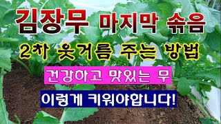 [텃밭농부 2,078]  김장무 마지막으로 솎아 주고 2차 웃거름 주는 방법 #김장무재배