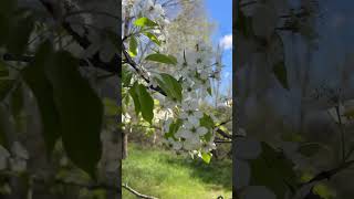 Apple blossom time!