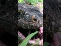 There S Something In Godzila Mouth