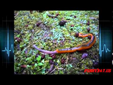 Monster leech swallows giant worm Amazing Animal000053 261 001649 989