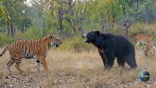 Sloth Bear vs Tiger — Full Brutal Fight Caught on Camera | Wildlife Shocking Moments 