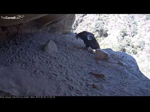California Condor Chick Uses Wings To Scramble Back To Nest Cavity – Sept. 30 ,2019
