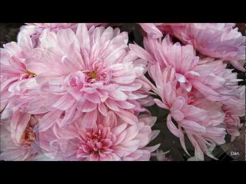 Waldemar Kocoń- MOJE CHRYZANTEMY