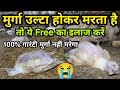मुर्गा उल्टा होकर मरता है तो ये फ्री क�