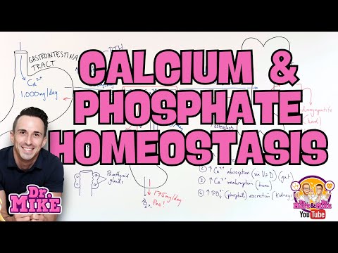 Calcium & Phosphate Homeostasis