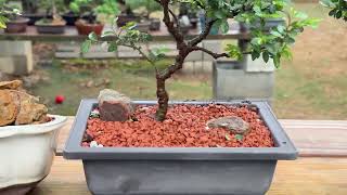 My Chinese Elm Collection
