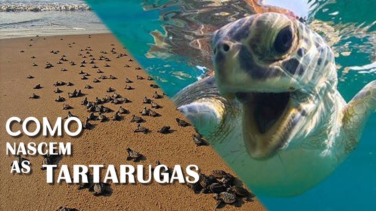 COMO NASCEM AS TARTARUGAS MARINHAS