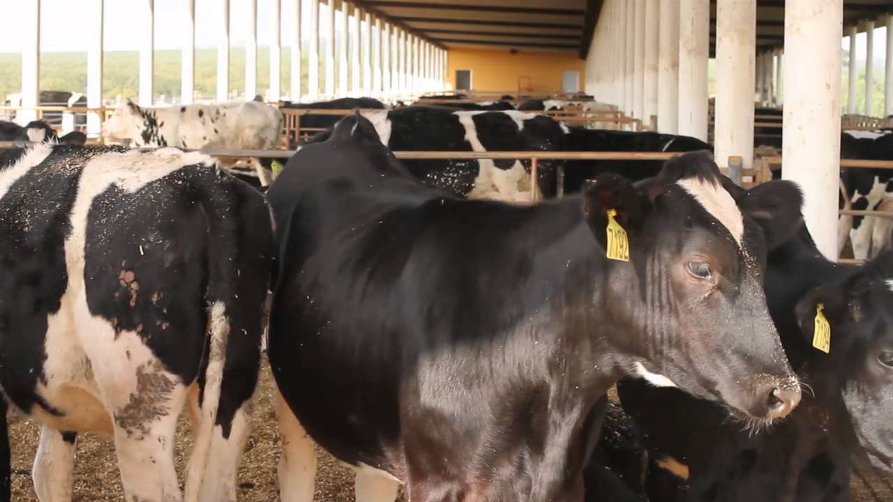 Controle da Tuberculose - Programa Valeu Vallée