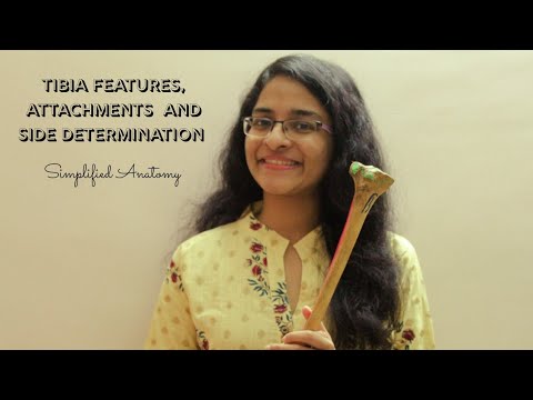 TIBIA | BONES OF LOWER LIMB | ANATOMY | SIMPLIFIED ✔