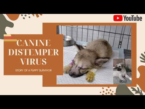 MY PUPPY SURVIVED IN CANINE DISTEMPER VIRUS | TIPS