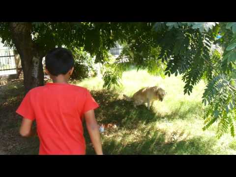 Cute cat and dog playing