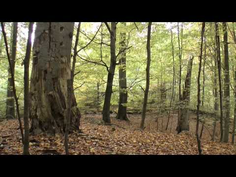 Das NSG Heilige Hallen bei Feldberg MV