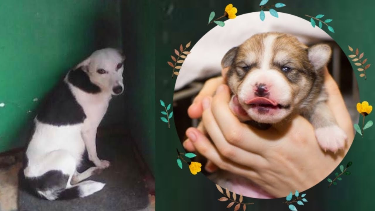 ЛЮДИ, ПОЖАЛУЙСТА, НУ ДАЙТЕ МНЕ ХОТЬ УГОЛОЧЕК, НО ЛЮДИ РЕШИЛИ РАСПРАВИТЬСЯ С ЭТОЙ СОБАКОЙ