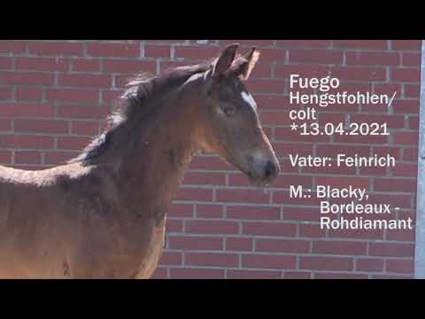 Hengstfohlen / Colt von Feinrich Bordeaux Rohdiamant