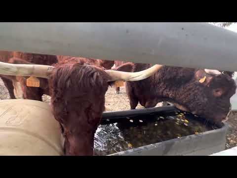 Salers pasmina goveda u Staroj Kapeli