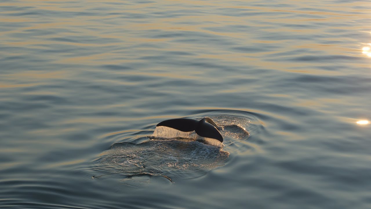 LAST OF THE RIGHT WHALES | Official Trailer