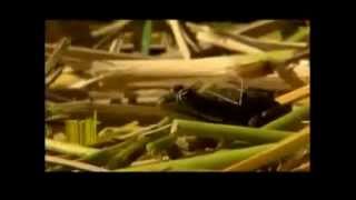 O Solo - Cultivando Vida