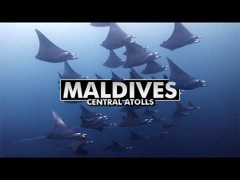 Diving the Maldives: Central Atolls [4k]