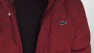 Alligators Lyrics English Translation