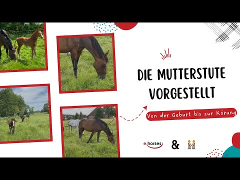 Von der Geburt bis zur Körung: Vorstellung der Mutterstute