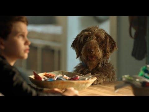 Трейлер Думай як пес